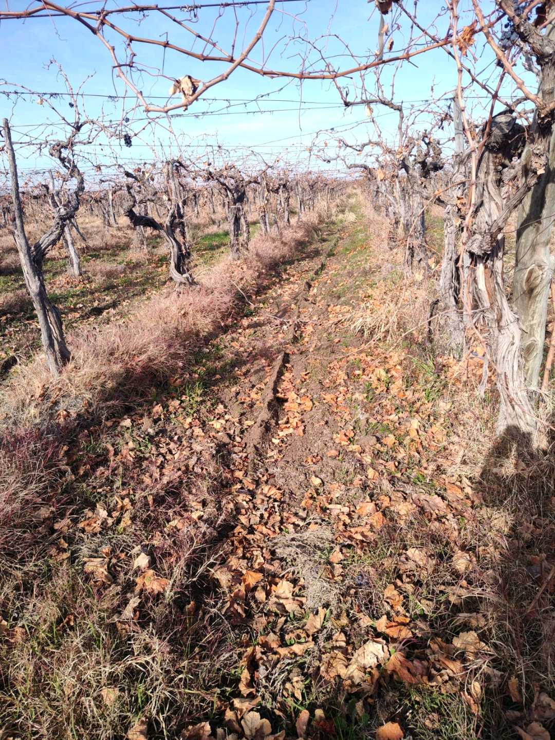 VENTA DE FINCA 21 HAS EN ANDRADE - RIVADAVIA, MENDOZA. - foto 1