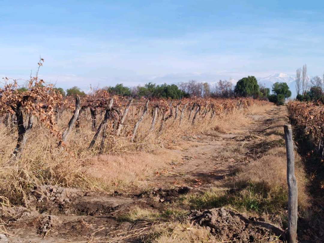 VENTA DE FINCA 21 HAS EN ANDRADE - RIVADAVIA, MENDOZA. - foto 2