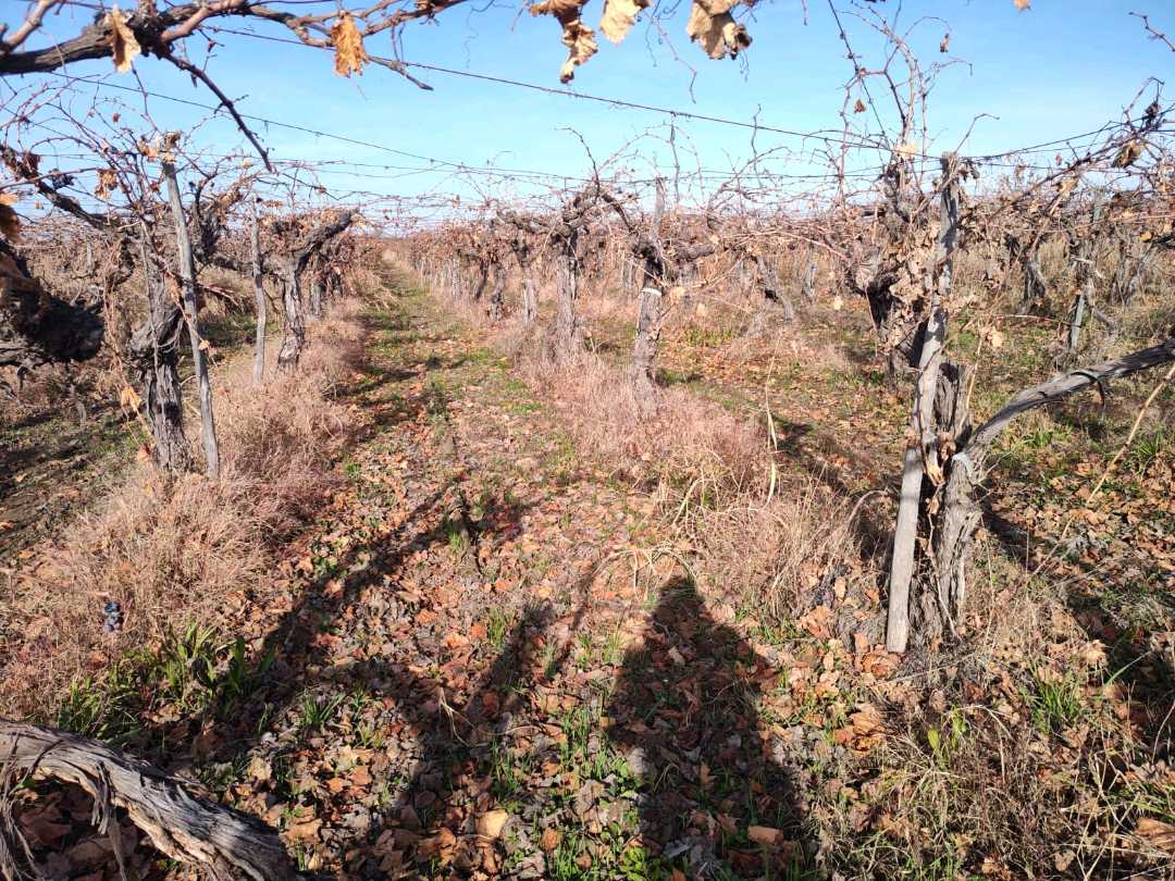 VENTA DE FINCA 21 HAS EN ANDRADE - RIVADAVIA, MENDOZA. - foto 3