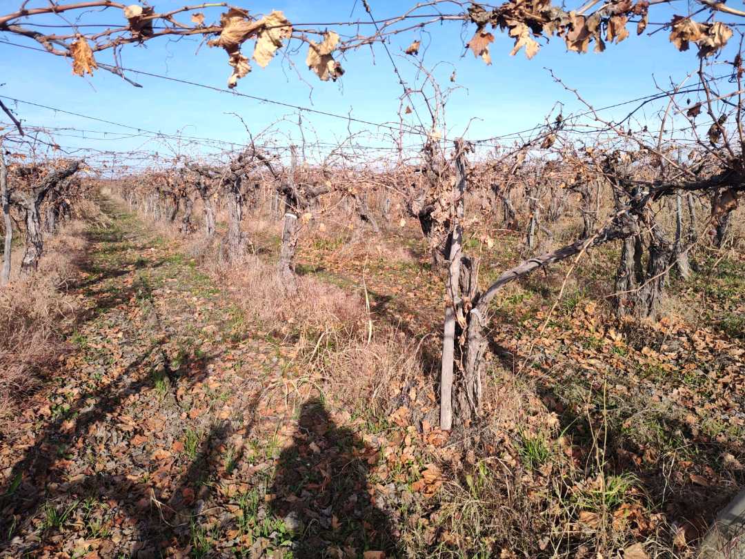 VENTA DE FINCA 21 HAS EN ANDRADE - RIVADAVIA, MENDOZA. - foto 4