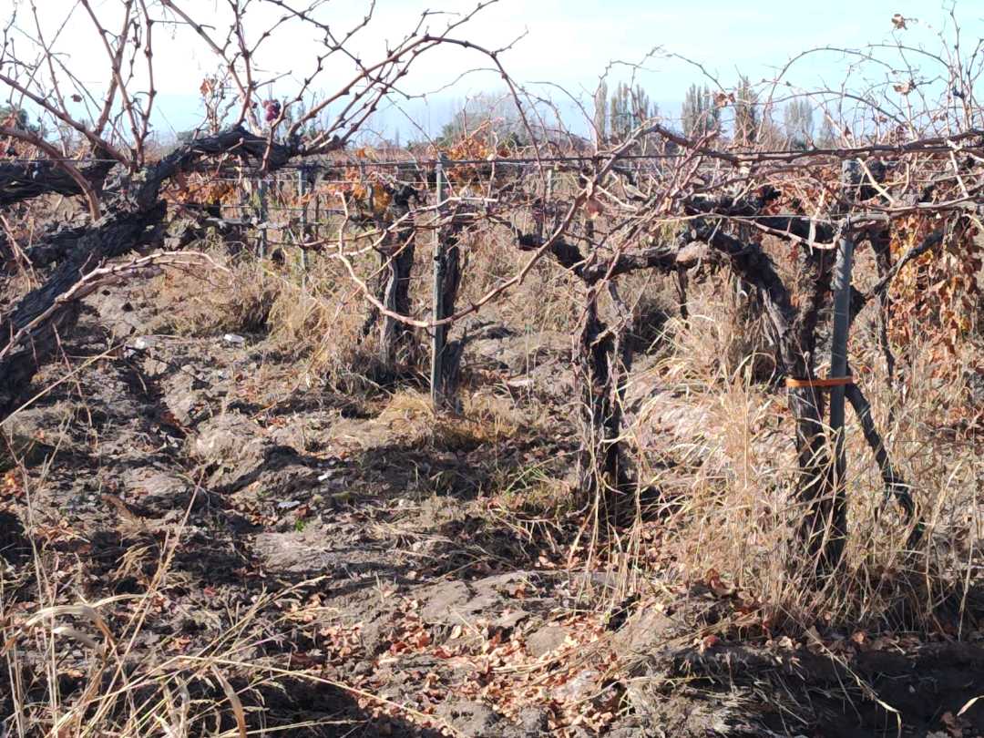 VENTA DE FINCA 21 HAS EN ANDRADE - RIVADAVIA, MENDOZA. - foto 5