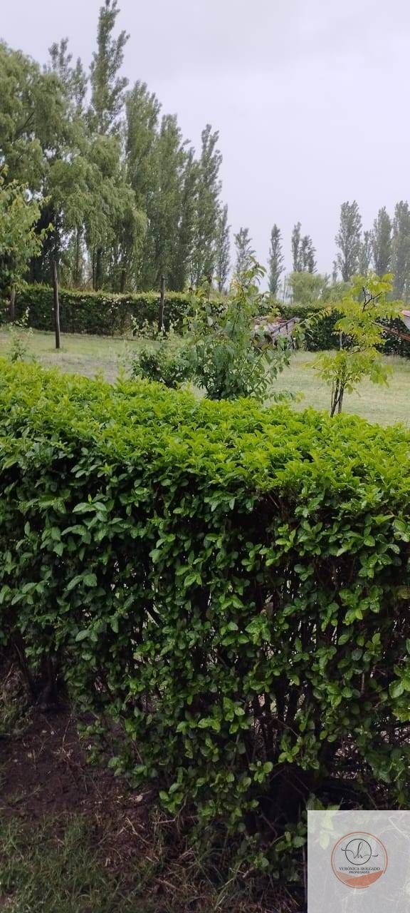 VENTA CASA QUINTA MAS SALÓN DE USOS MÚLTIPLES-LAS PAREDES - SAN RAFAEL - MENDOZA - foto 2