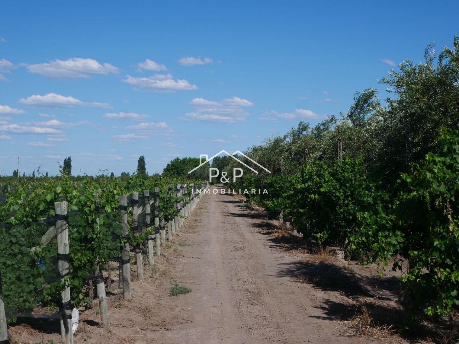 Finca en Producción Rama Caída - foto 4