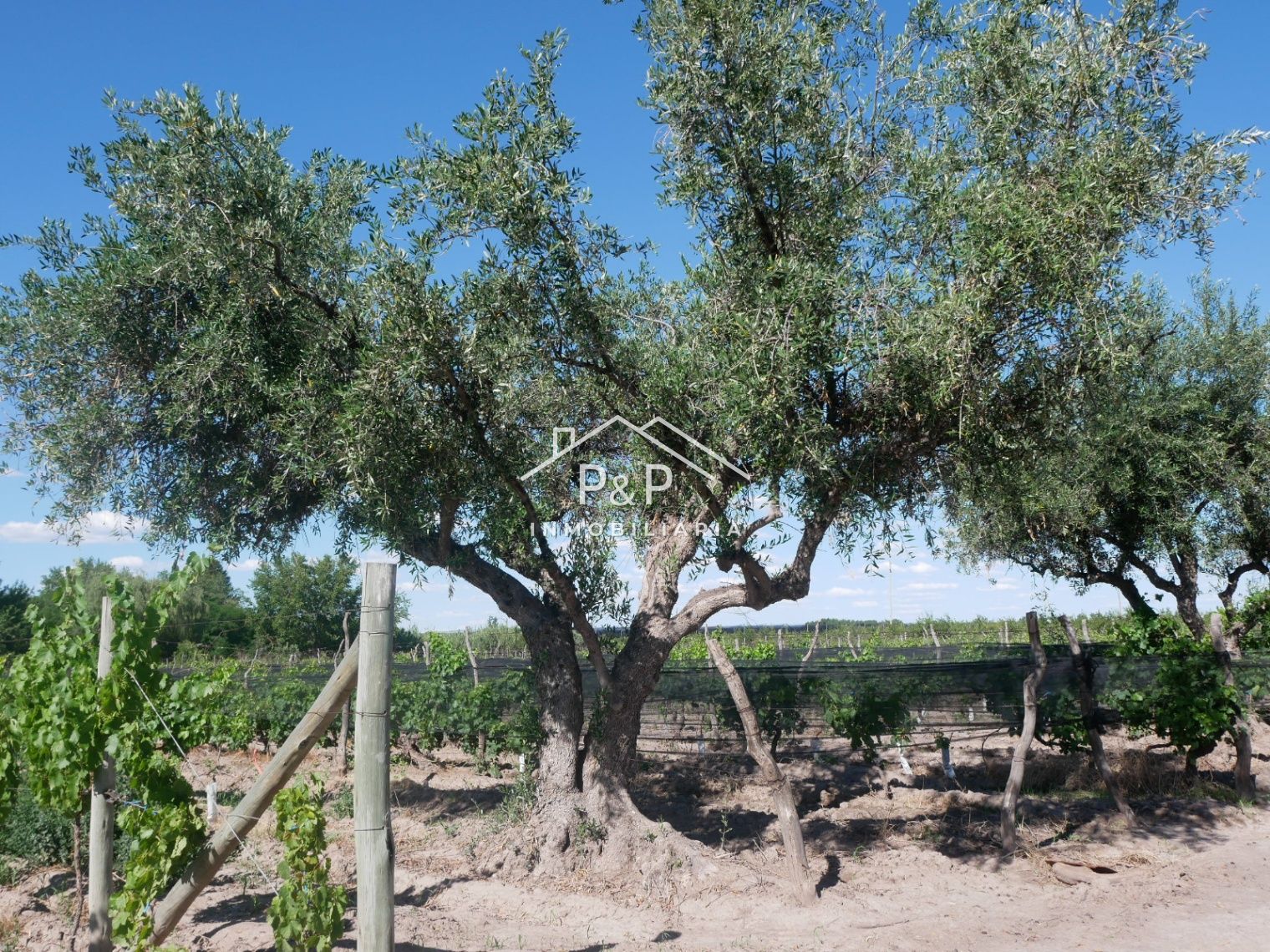 Finca en Producción Rama Caída - foto 2