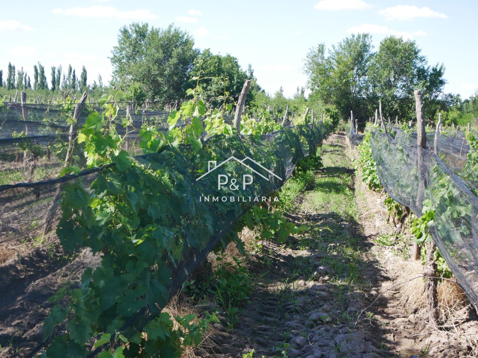 Finca en Producción Rama Caída - foto 1
