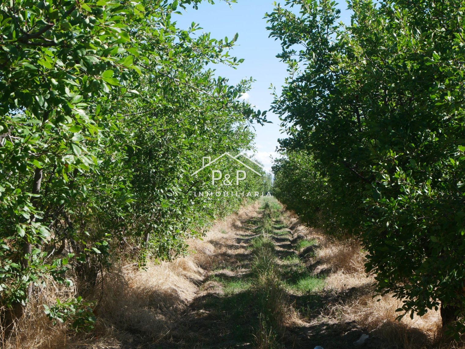 Finca en Producción Rama Caída - foto 3