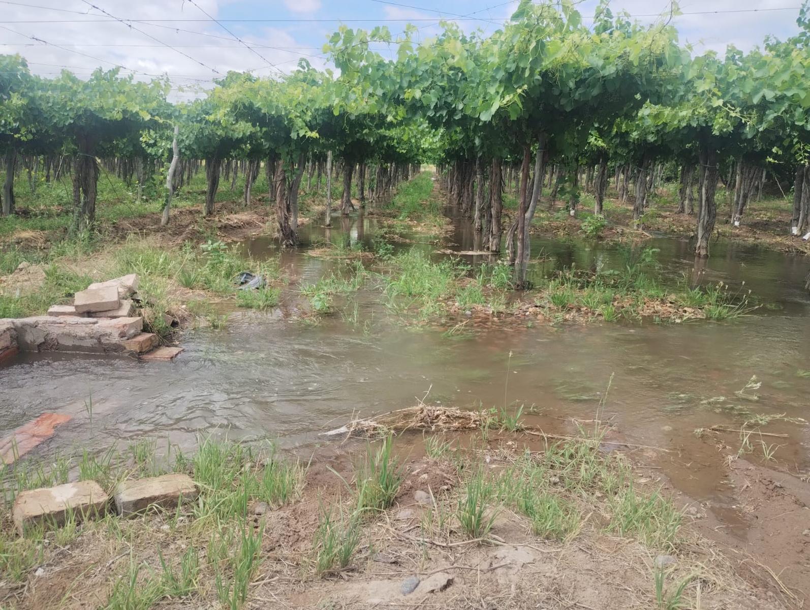VENTA DE FINCA 36 HAS- LOS OTOYANES, JUNIN - foto 2