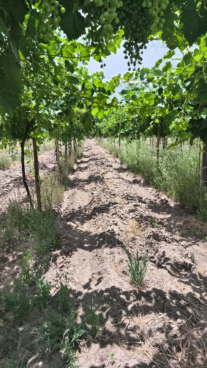 VENTA DE FINCA 36 HAS- LOS OTOYANES, JUNIN - foto 1