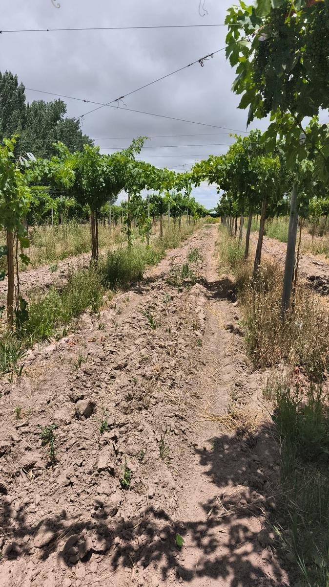 VENTA DE FINCA 36 HAS- LOS OTOYANES, JUNIN - foto 3
