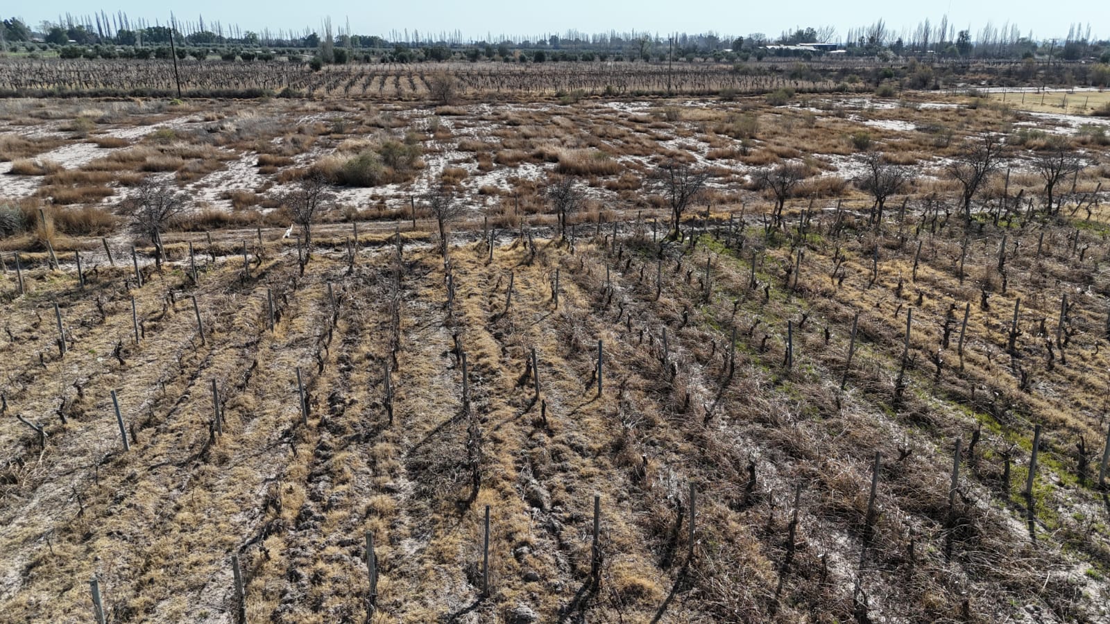 VENTA FINCA 6 HAS EN CARRIL CABALLERO, LOS BARRIALES, JUNIN - foto 1