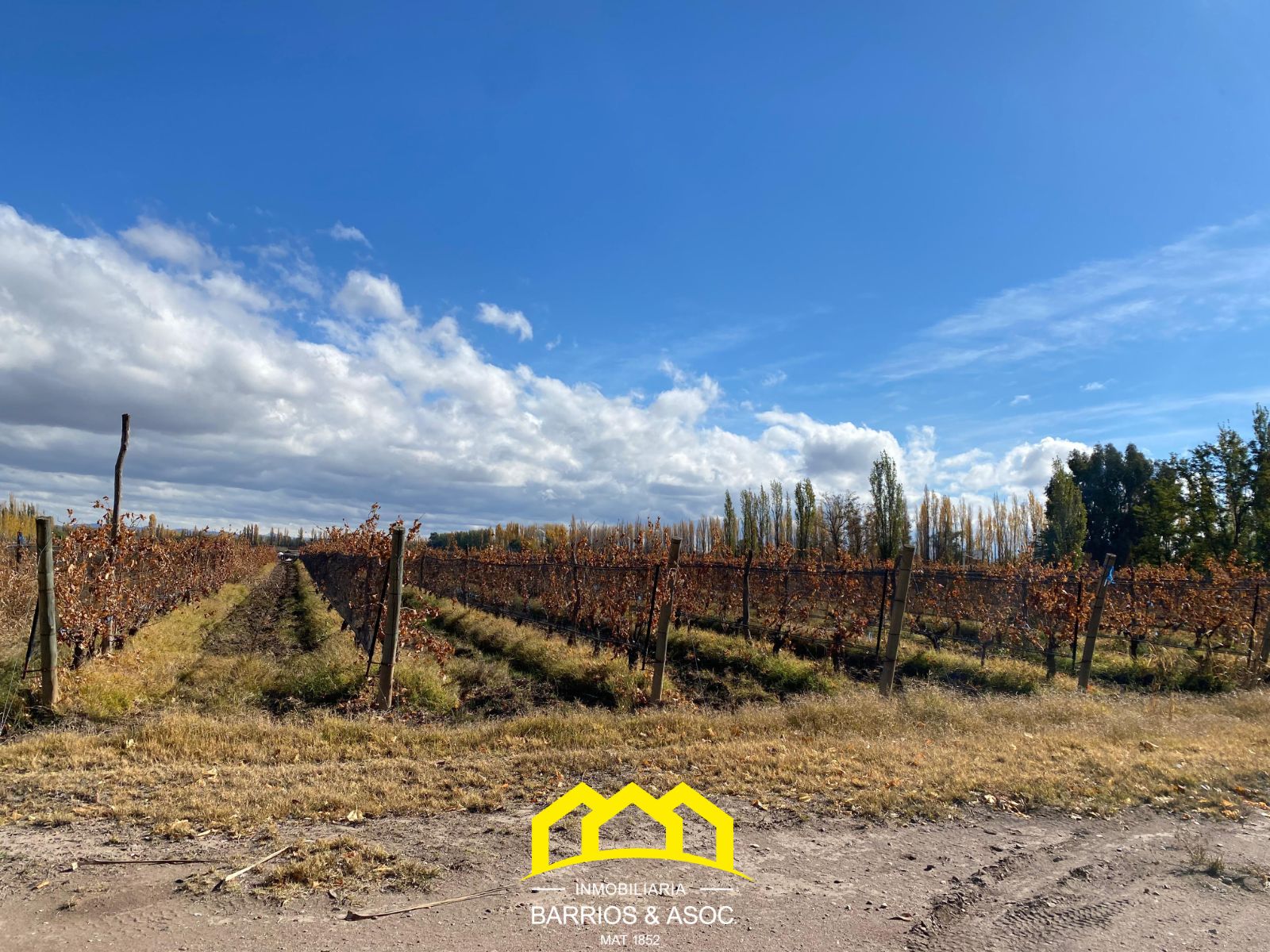 FINCA EN CUADRO BENEGAS DE 9 HECTÁREAS Y MEDIA. SAN RAFAEL, MENDOZA - foto 1