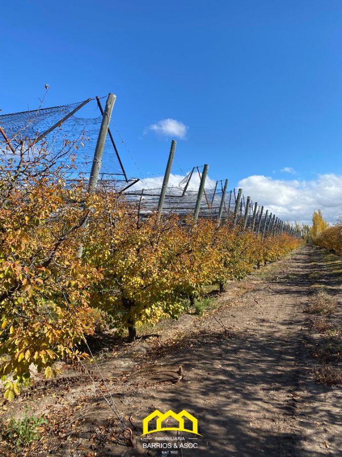FINCA EN CUADRO BENEGAS DE 9 HECTÁREAS Y MEDIA. SAN RAFAEL, MENDOZA - foto 4