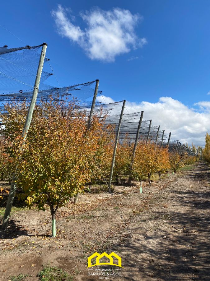 FINCA EN CUADRO BENEGAS DE 9 HECTÁREAS Y MEDIA. SAN RAFAEL, MENDOZA - foto 5