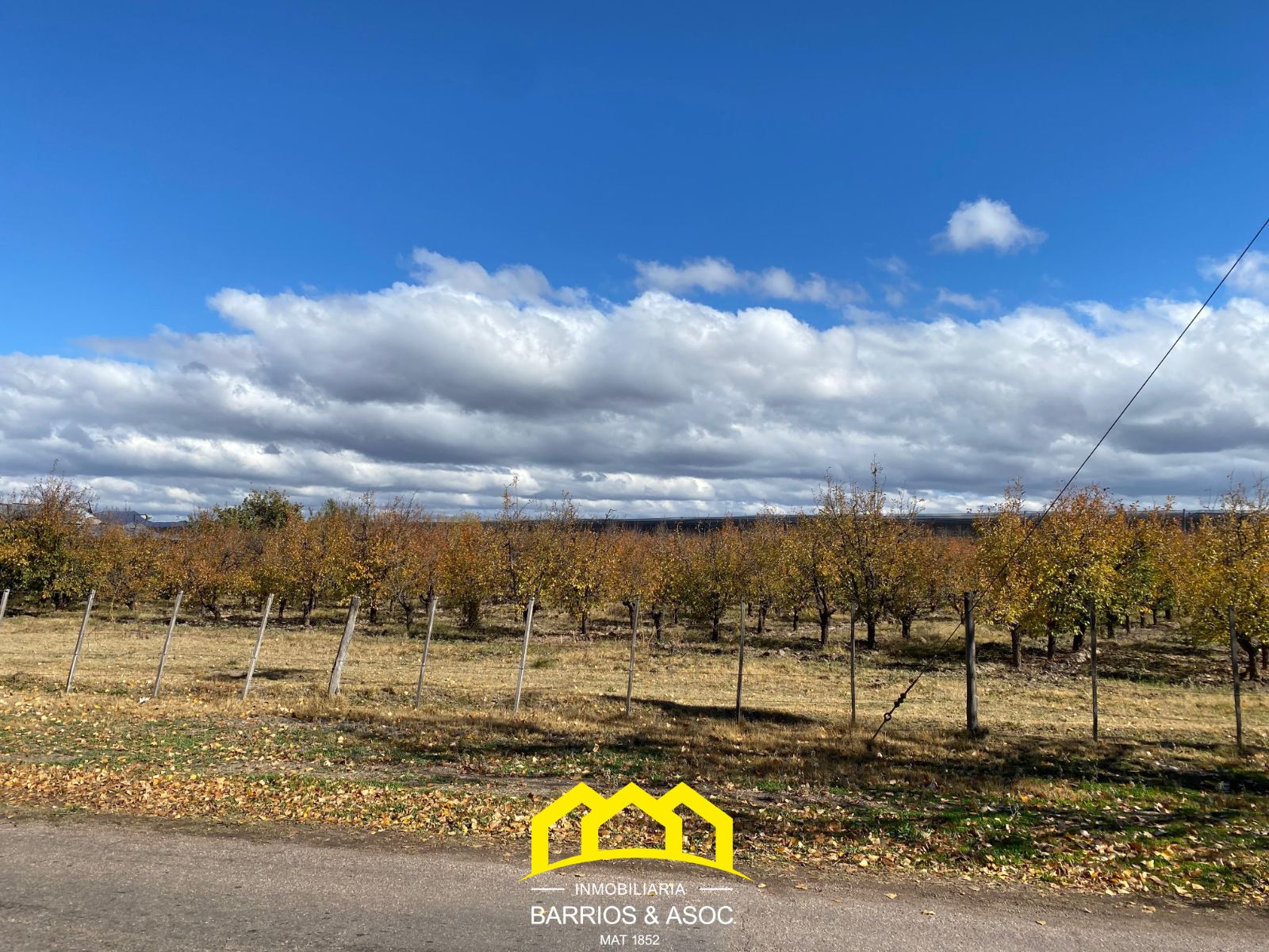 FINCA EN CUADRO BENEGAS DE 9 HECTÁREAS Y MEDIA. SAN RAFAEL, MENDOZA - foto 3