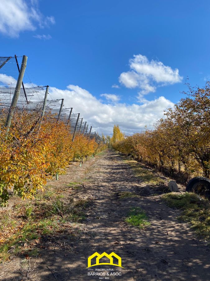 FINCA EN CUADRO BENEGAS DE 9 HECTÁREAS Y MEDIA. SAN RAFAEL, MENDOZA - foto 2
