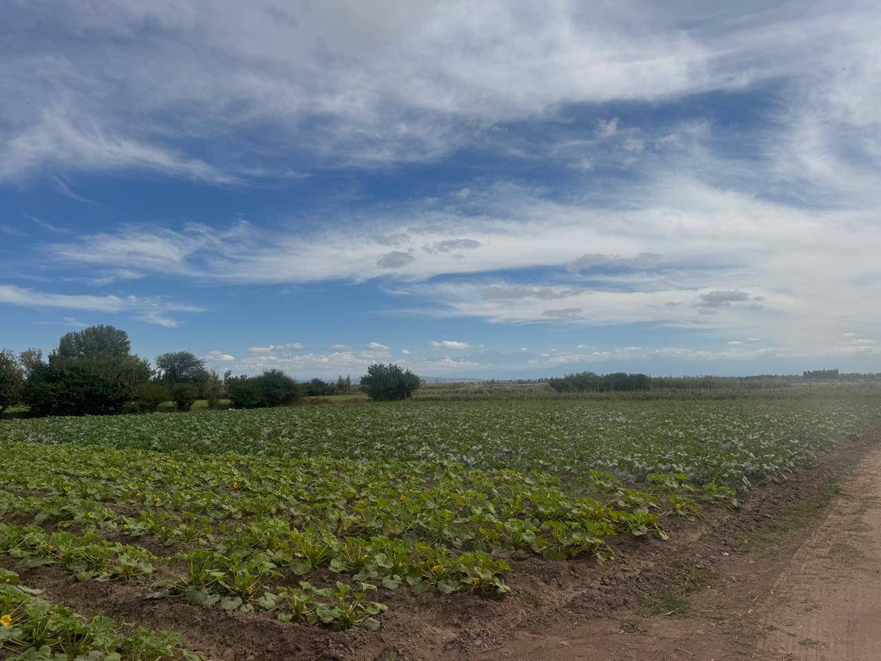 Terreno / Lote en venta de 82200m2 ubicado en Barrancas - foto 3