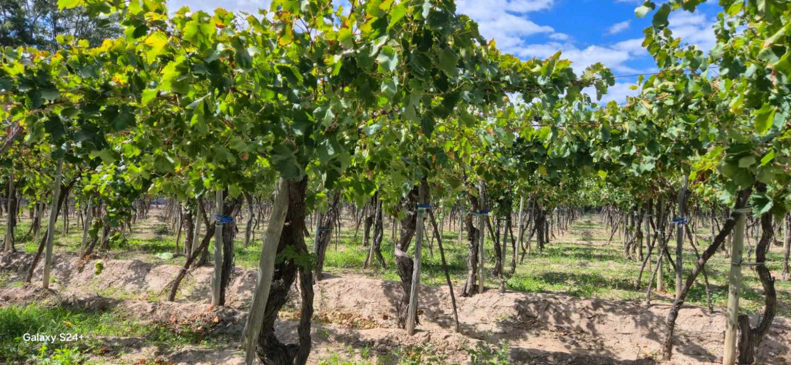 VENTA FINCA VERSATIL 64 HAS EN CALLE LAS ROSAS, LA CENTRAL, RIVADAVIA - foto 1