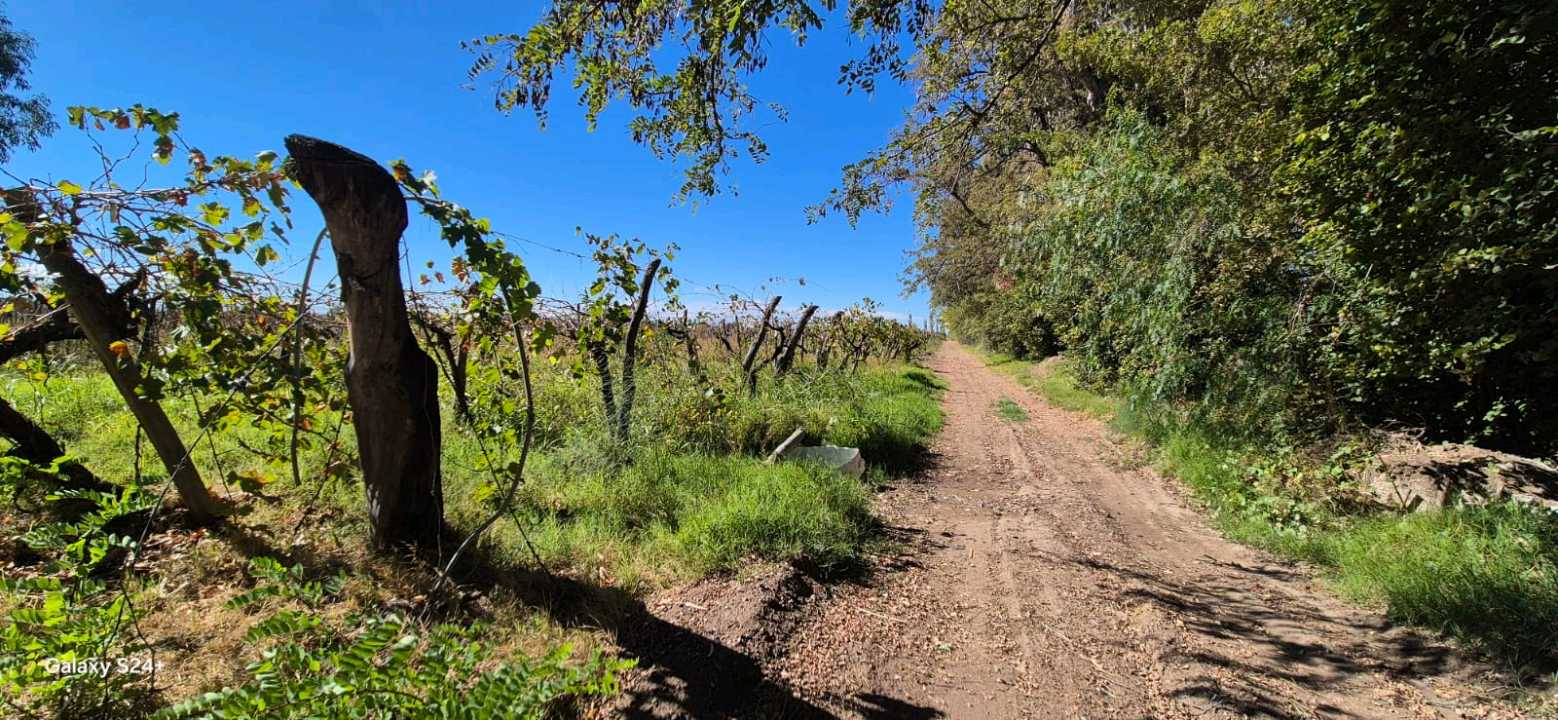 VENTA FINCA VERSATIL 64 HAS EN CALLE LAS ROSAS, LA CENTRAL, RIVADAVIA - foto 4