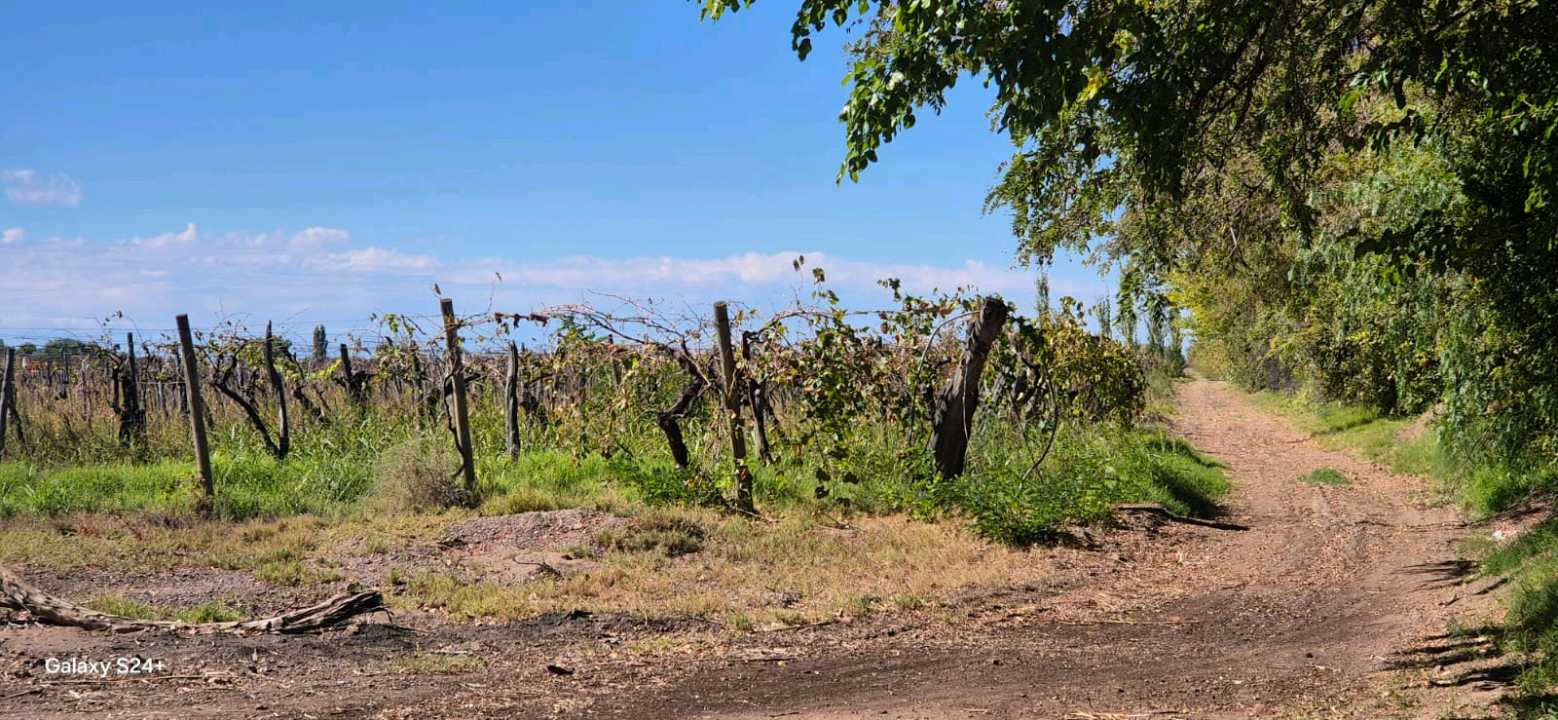 VENTA FINCA VERSATIL 64 HAS EN CALLE LAS ROSAS, LA CENTRAL, RIVADAVIA - foto 5