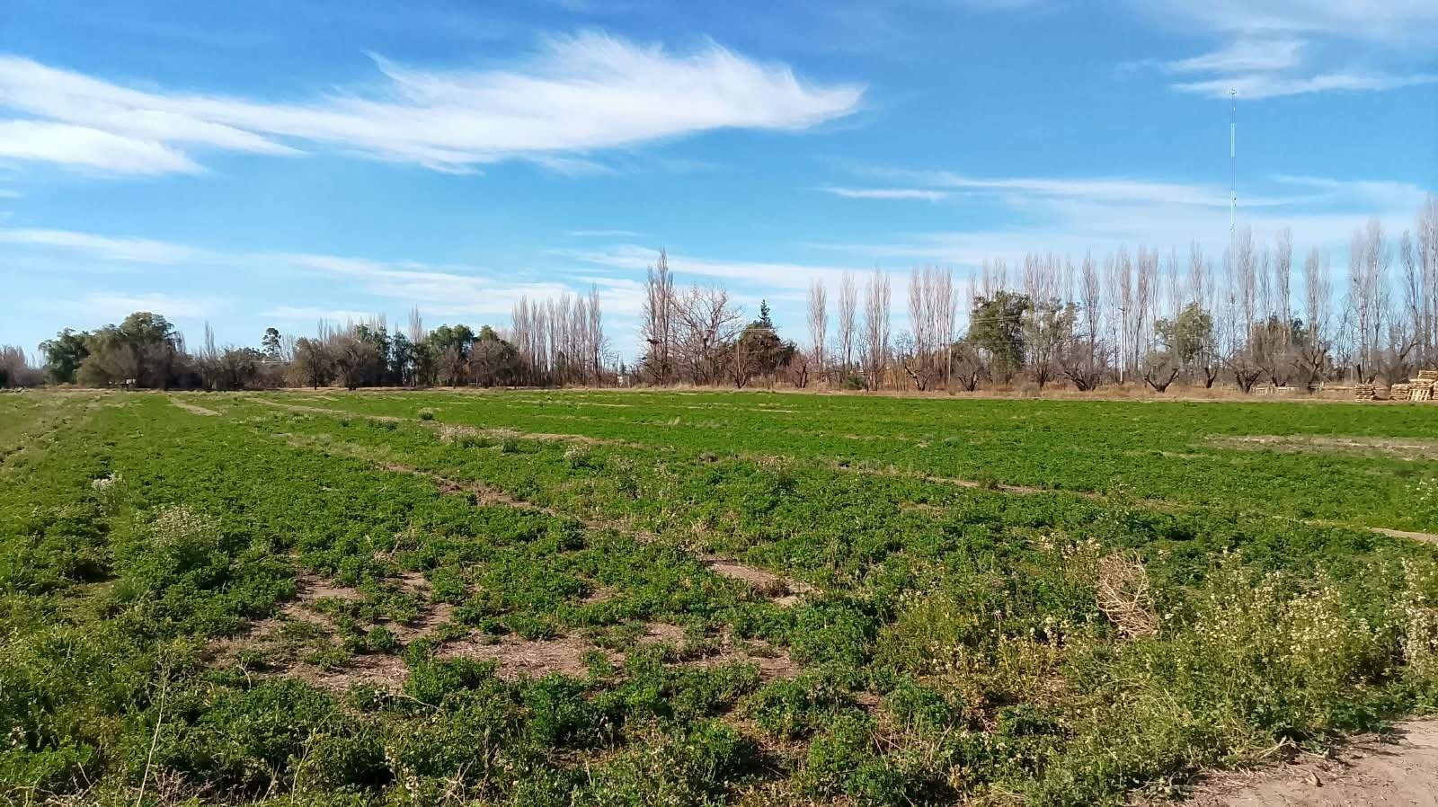 VENTA FINCA 32.3 Hectáreas en Rama Caida con todos los servicios, casa y galpón - foto 4