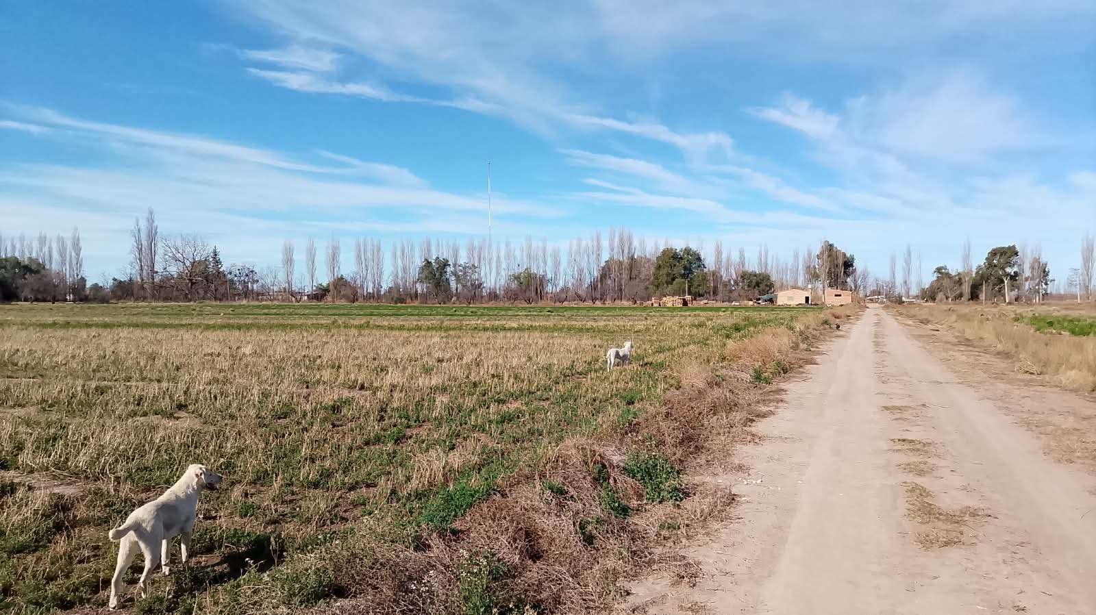 VENTA FINCA 32.3 Hectáreas en Rama Caida con todos los servicios, casa y galpón - foto 5