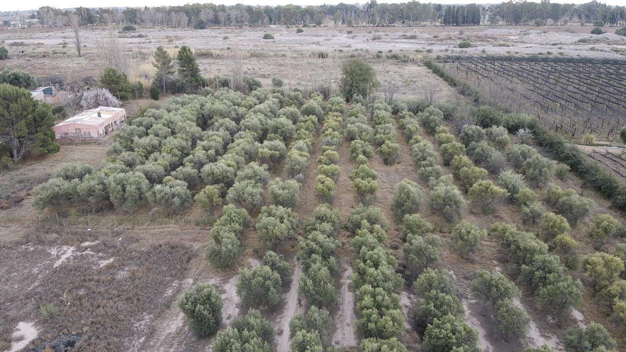 Terreno / Lote en venta de 9996m2 ubicado en Rama Caída - foto 5